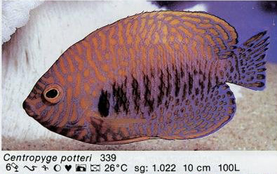 Centropyge potteri